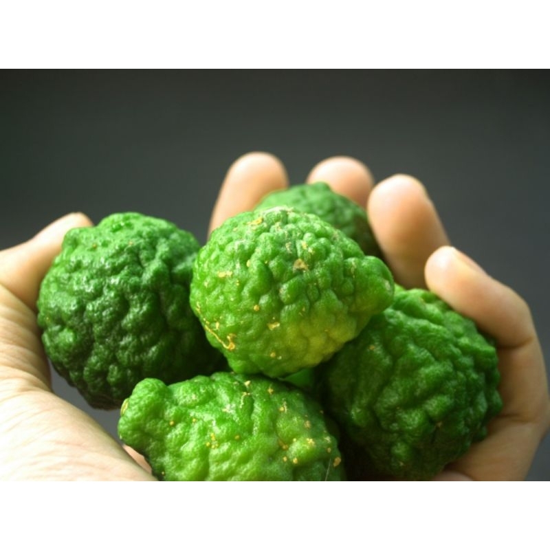 

JERUK PURUT SEGAR FRESH