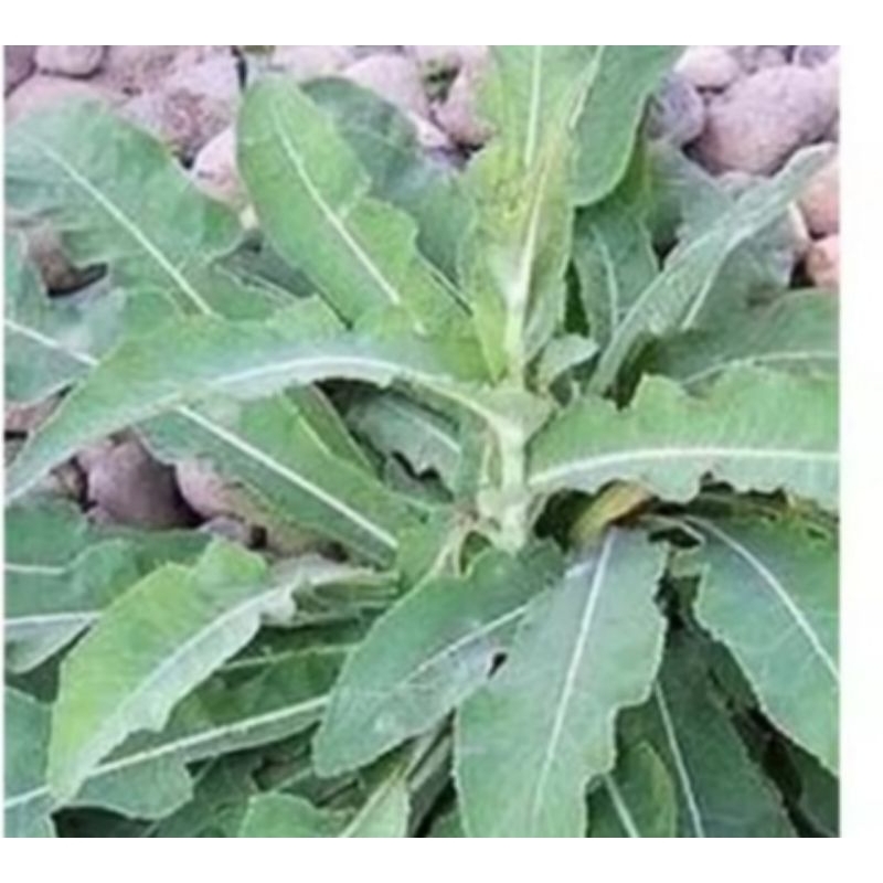 

Daun tempuyung segar 350