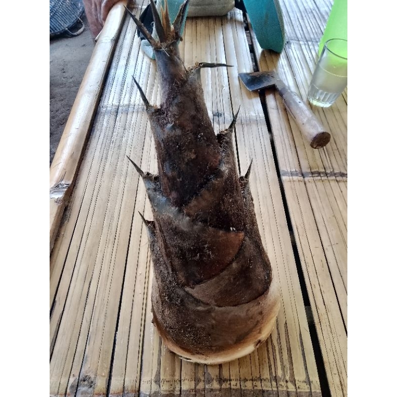 

REBUNG Bambu Hijau 1Kg