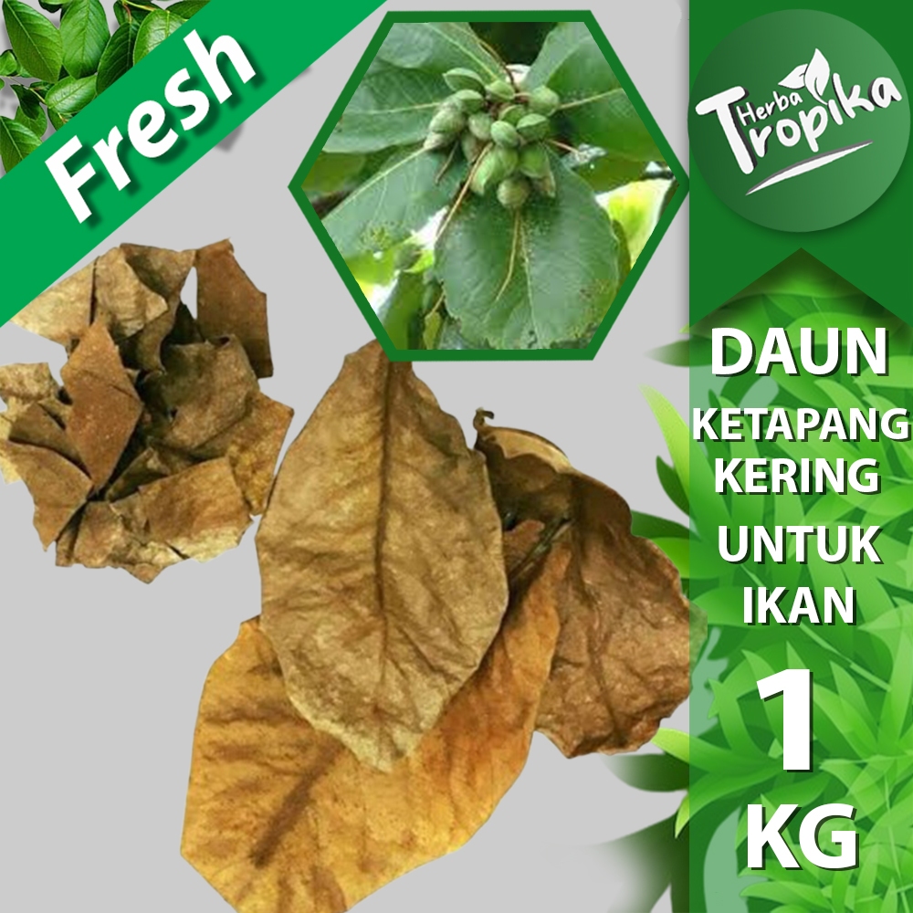 

Daun ketapang laut 1 kg Kering Untuk ikan Cupang toko herba tropika