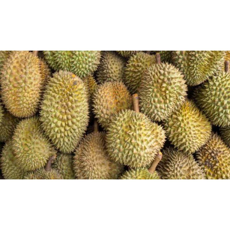 

durian lokal banjarnegara