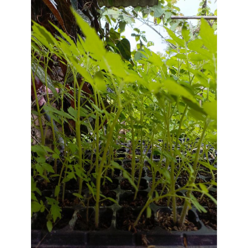 bibit tomat rampai. siap tanam