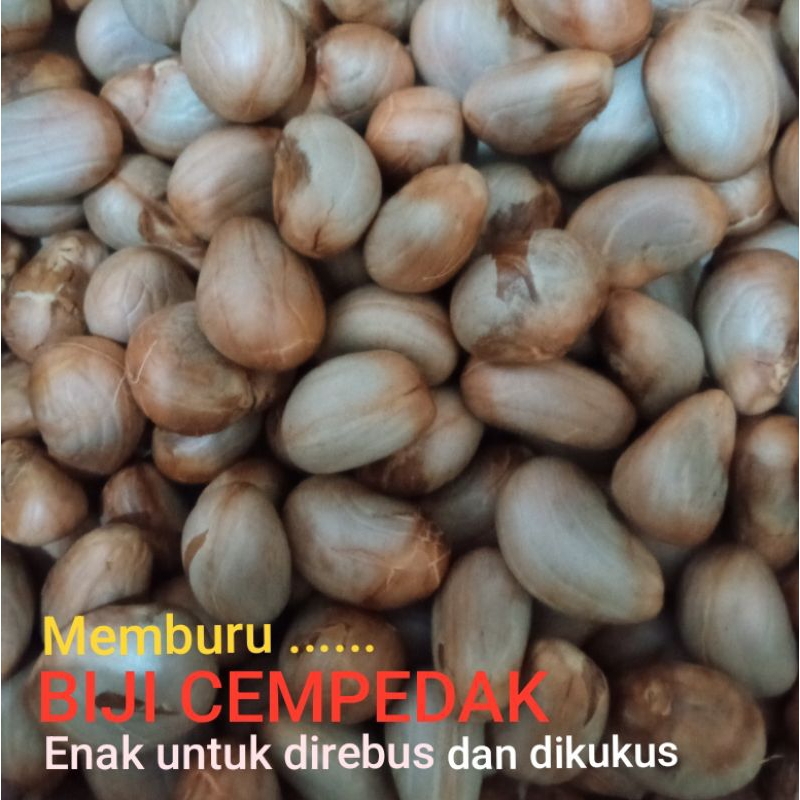 

BIJI BUAH CEMPEDAK FRESH ( 500 GR ) SUDAH CUCI BERSIH SIAP REBUS