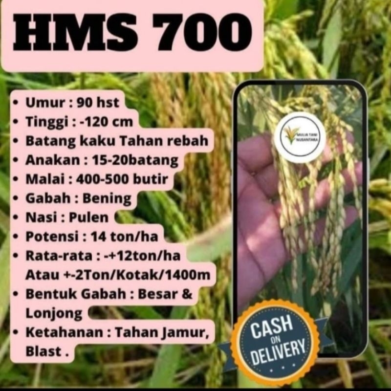Benih padi HMS 700 kemasan 1kg