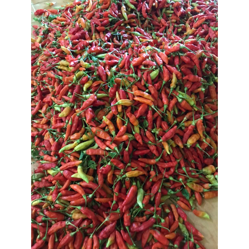 

cabe rawit merah 35kg | cabe rawit ori | cabe rawit setan