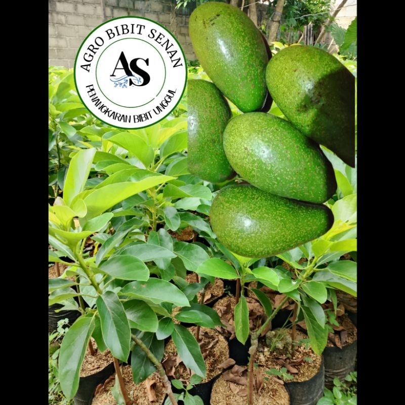 bibit alpukat siger