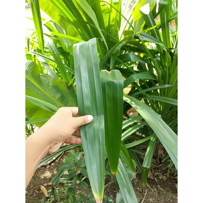 

TERMURAH - Paket isi 20 Lembar Gratis 5 Lembar Daun Pandan Wangi Segar Alami