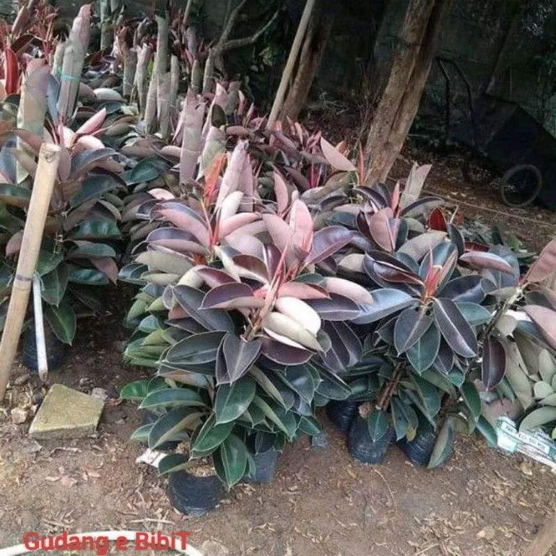 Tanaman Hias Rubber Plant Ficus Elastica Shivereana - Tanaman Hias Karet Kebo Merah