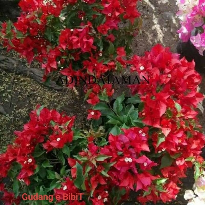 Tanaman Hias Bougenville Aussie Red | Bougenville Hawai Merah Cabe