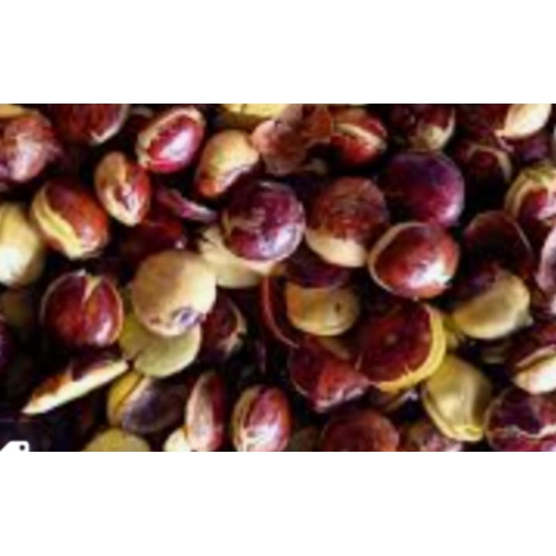 

GR jengkol tua besar