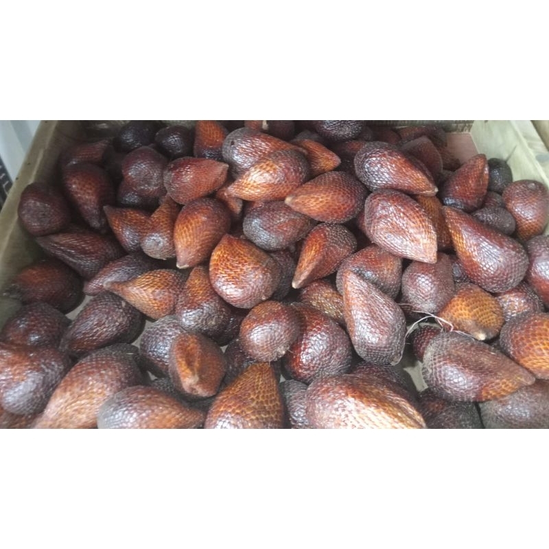 

salak pondoh - sabuga medan