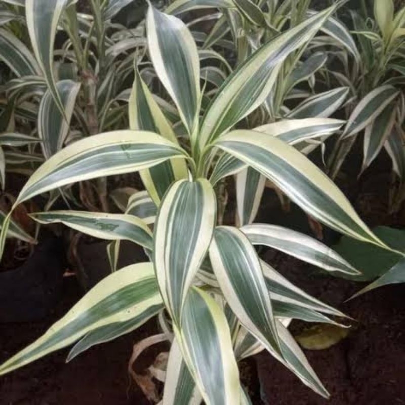 Tanaman Hias Sri Rejeki / Bambu Hoki Varigata