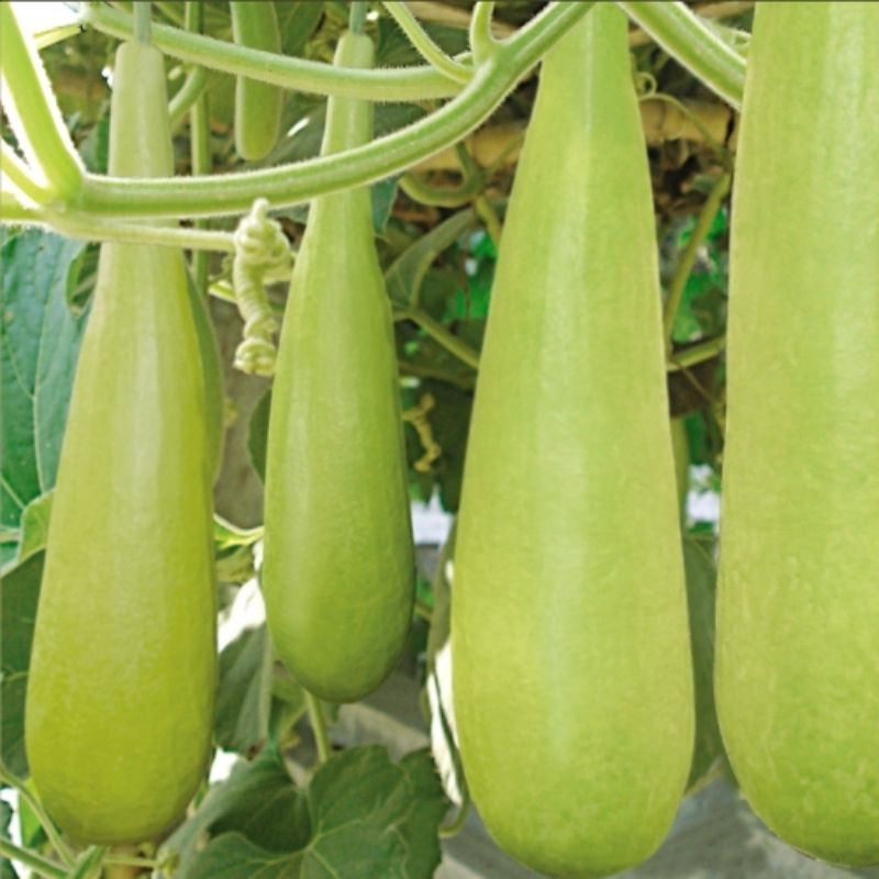 

Biji Sayur Bligo/Lonceng