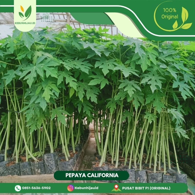 BIBIT PEPAYA CALIFORNIA PKHT IPB 9 F1