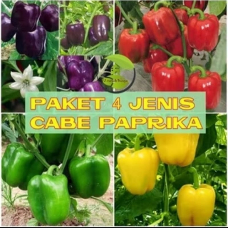 Paket 4 Jenis Bibit Tanaman Cabe Paprika/Cabe Paprika/Cabe Paprika Hijau Merah Ungu Kuning Import