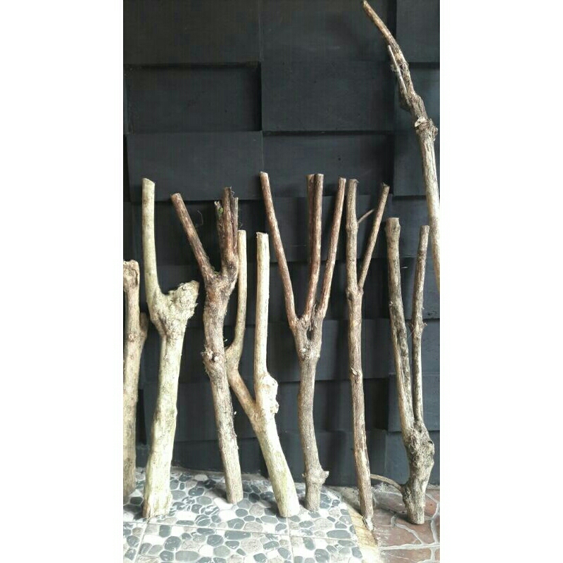 kayu kopi cabang media anggrek/tangkringan burung