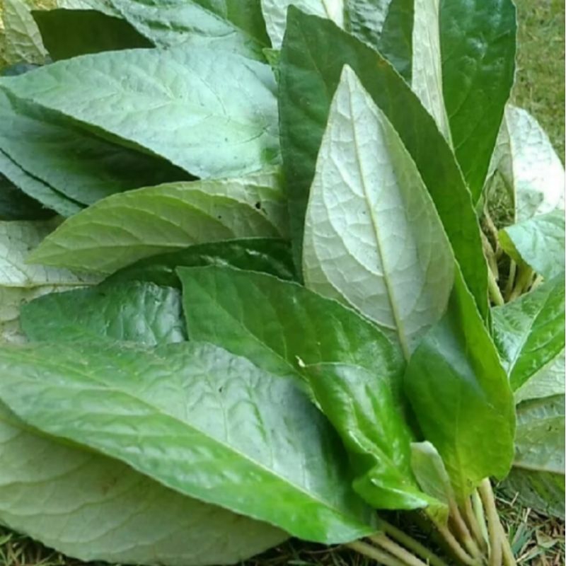 

lalapan mentah herbal daun reundeu