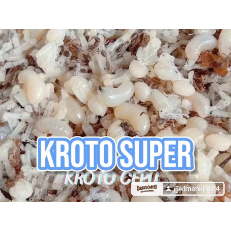 KROTO SEGAR KROTO CEPU