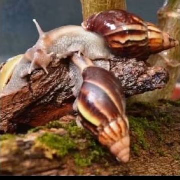 

bakicot / tengek/ siput hidup isi 10 pcs