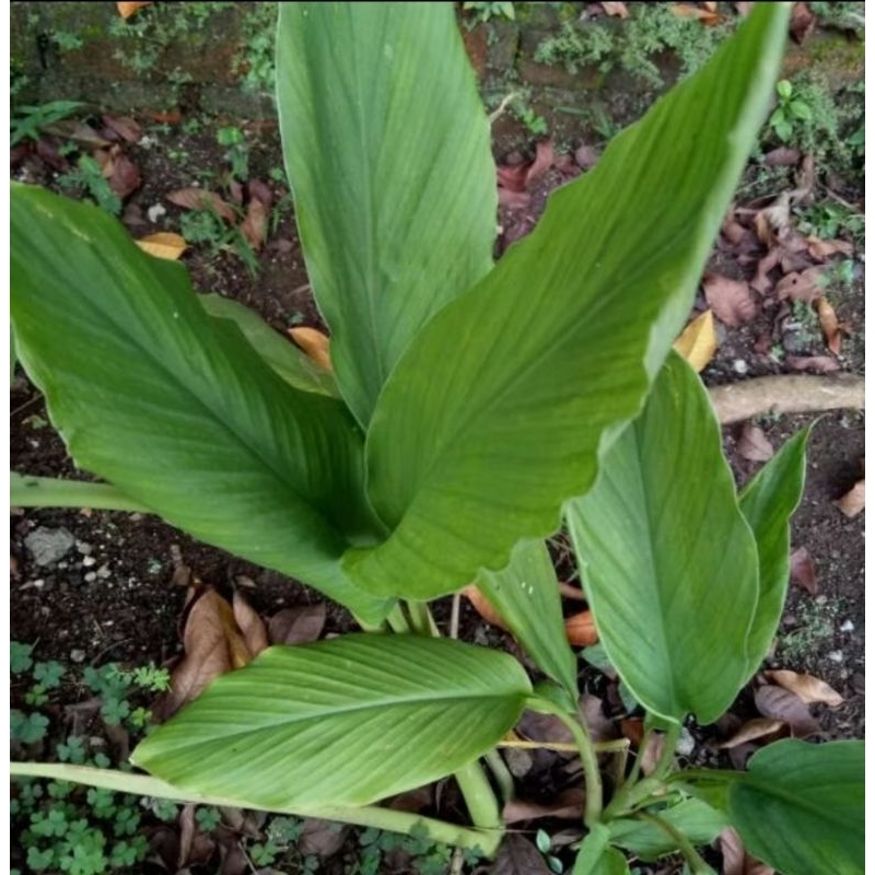 

Daun Kunir segar 500 gr