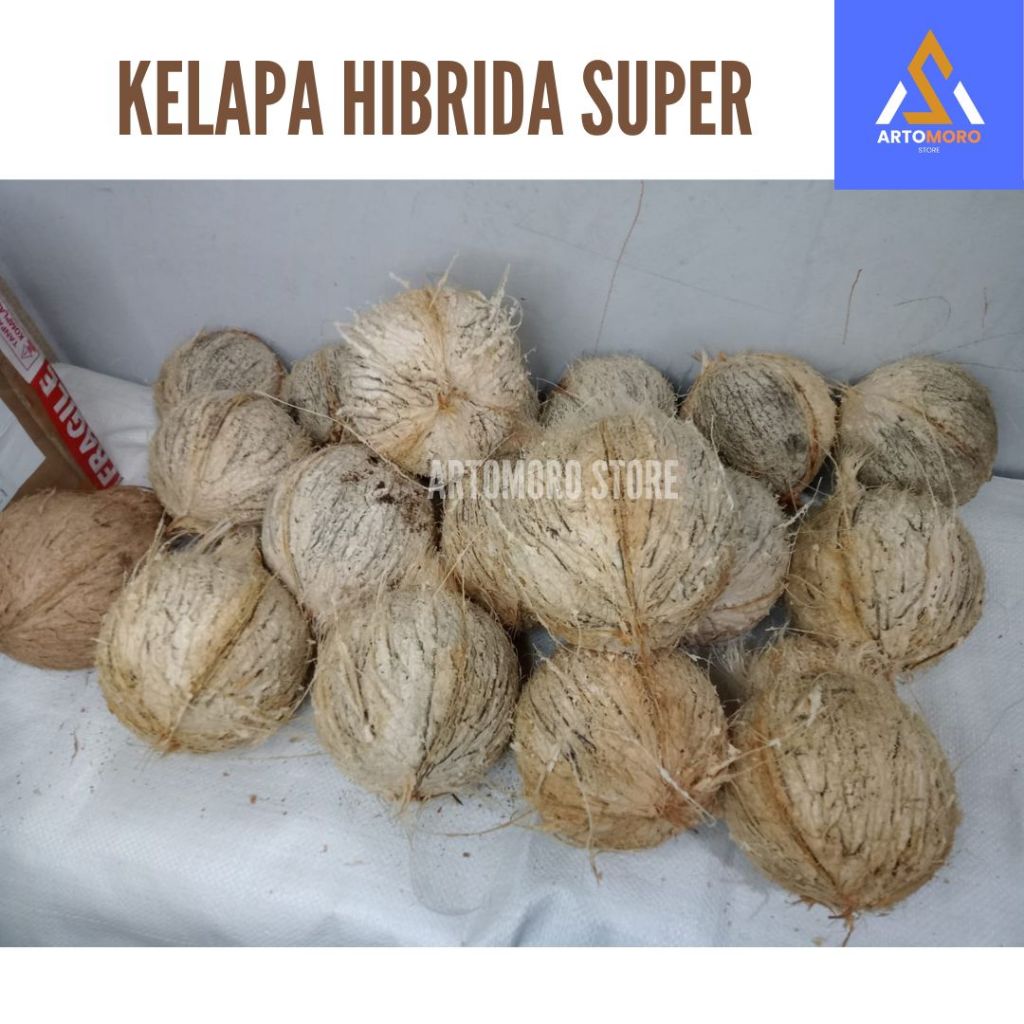 

KELAPA | KELAPA SUDAH KUPAS | KELAPA TUA | KELAPA SUPER