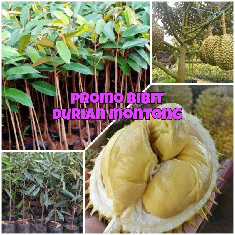 BIBIT DURIAN MONTONG CEPAT BERBUAH