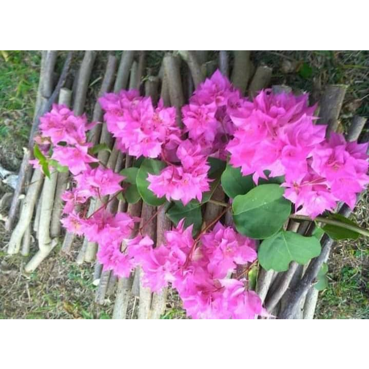 Stek Bougenville import Hawai Pink Soft (perbatang)