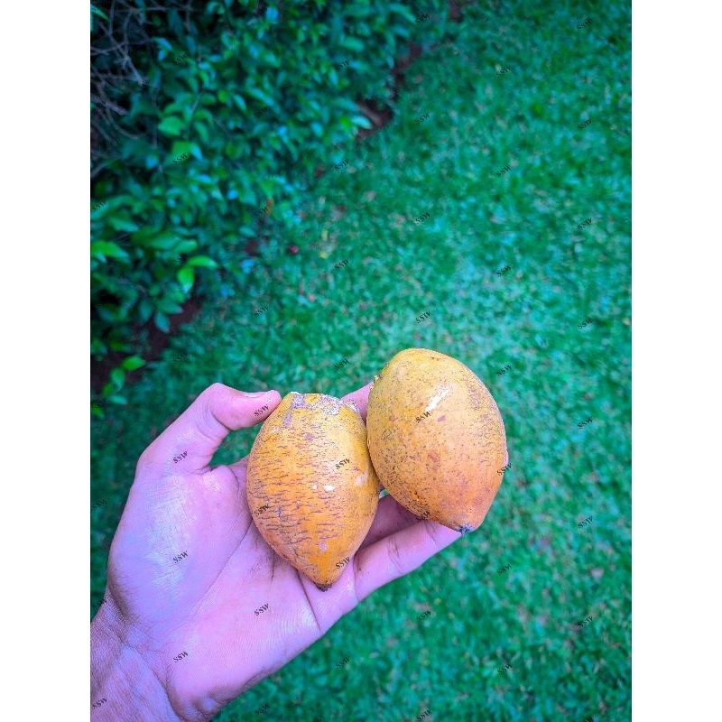 

buah sawo mentega/alkesa / buah alkesa 500gram/buah sawo enak