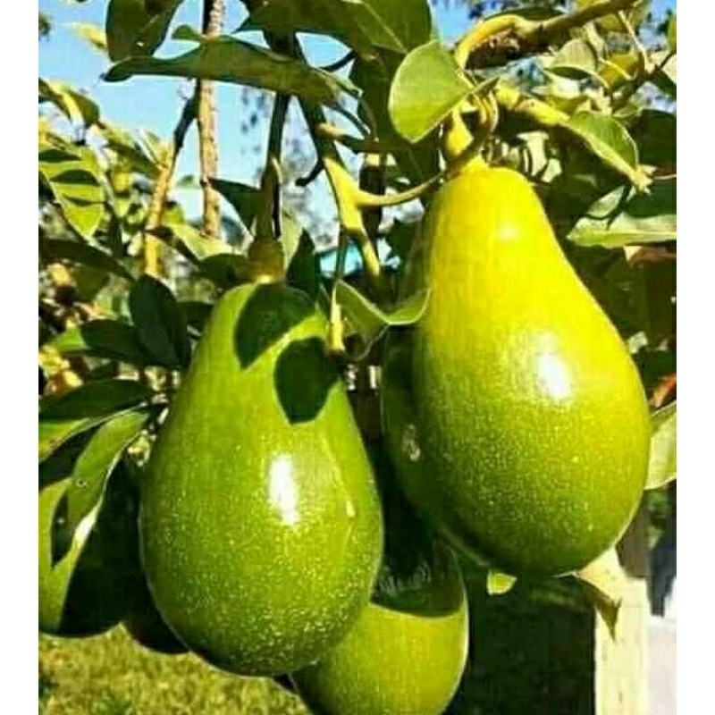 bibit alpukat Aligator jumbo