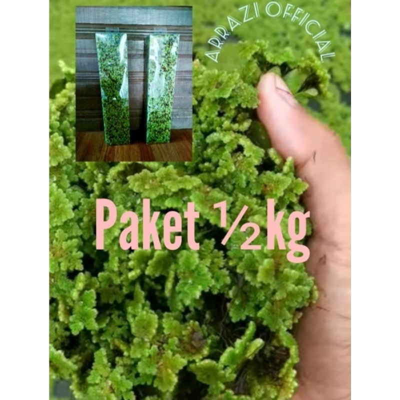 

Bibit Azolla 1/2 Kg Pakan Ternak Bebek Ayam Ikan Kambing dan Sejenisnya