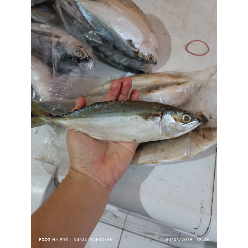 

ikan kembung Banjar ±1kg