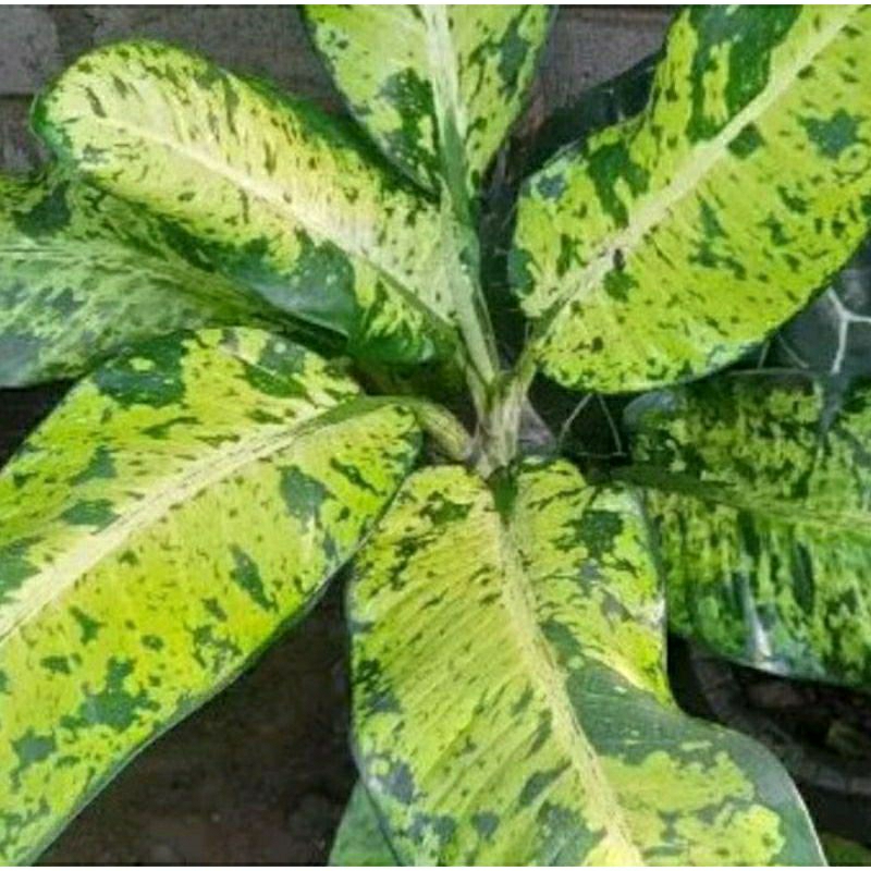 bisa COD diven galaxy ( ukur jumbo besarr)