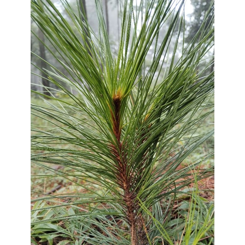

daun pinus segar 1 kg