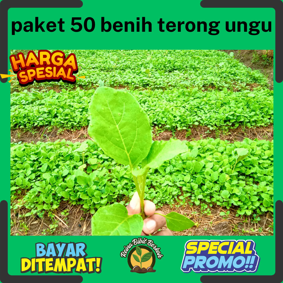 Bibit terong ungu 50 Batang siap tanam