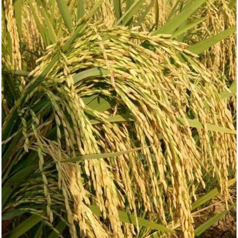 GROSIR 1KG benih padi ciherang premium