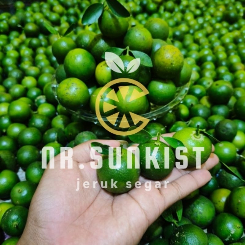 

2gk.jeruk Sonkit/Kasturi jeruk kunci jeruk lemon cui