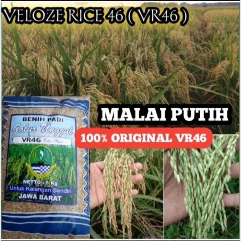 Benih padi VR 46 KEMASAN 1KG