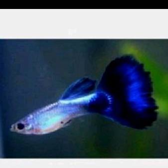 

GUPPY BLUE DIAMOND UKURAN 3 CM/KADO