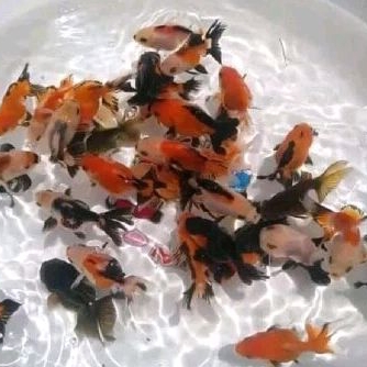 

KOKI PANDA UKURAN 7-9 CM / KADO HIASAN