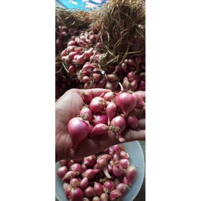 

Bawang Merah Nganjuk 1kg ukuran sedang campur kecil