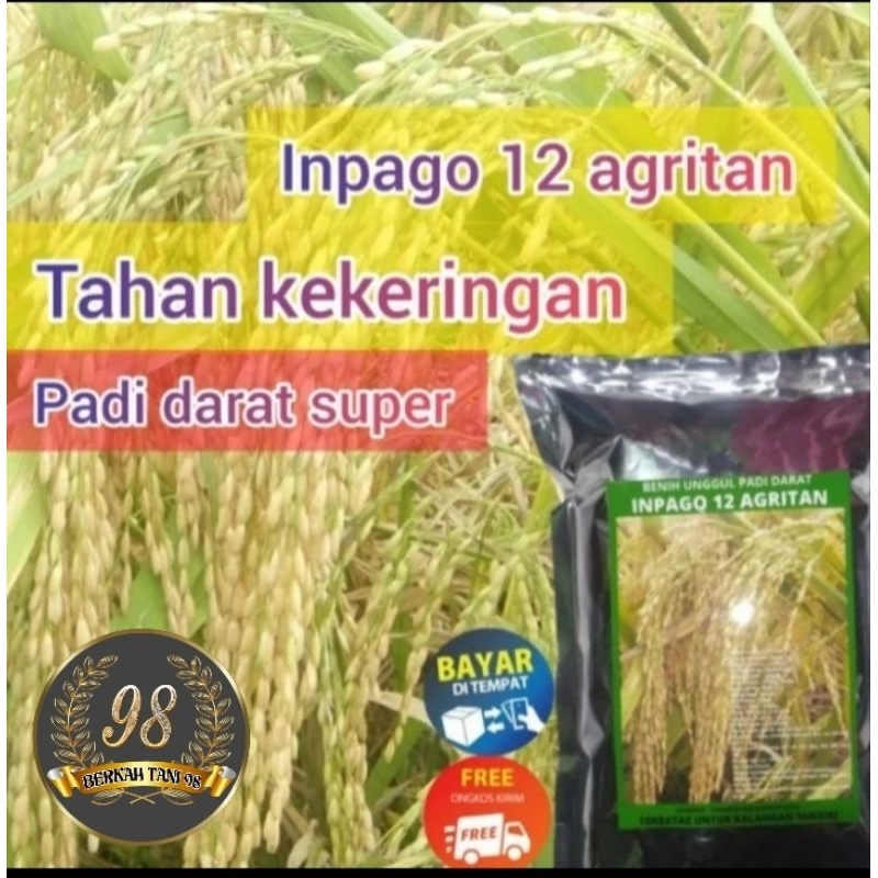 BENIH PADI GOGO INPAGO 12 AGRITAN KEMASAN 1KG