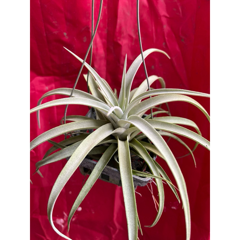 Tillandsia Capitata  yellow