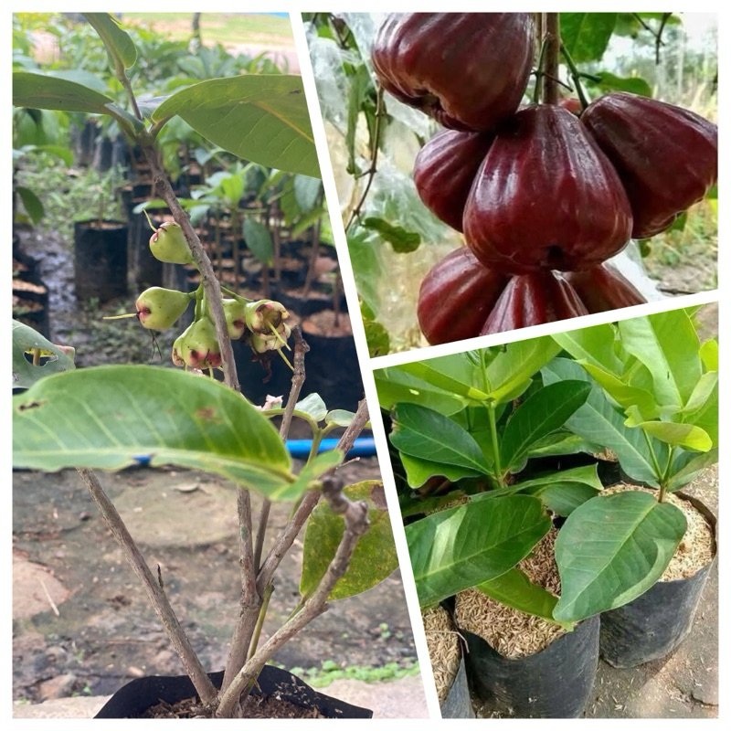 

jambu black kingkong