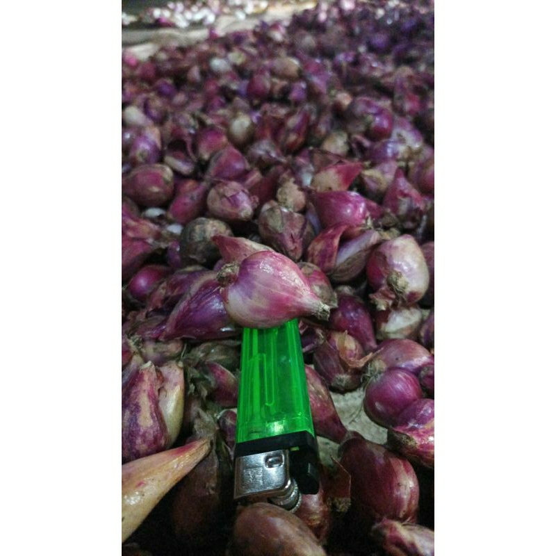 

Bawang Merah ukuran campur dominan besar. 23rb/kg