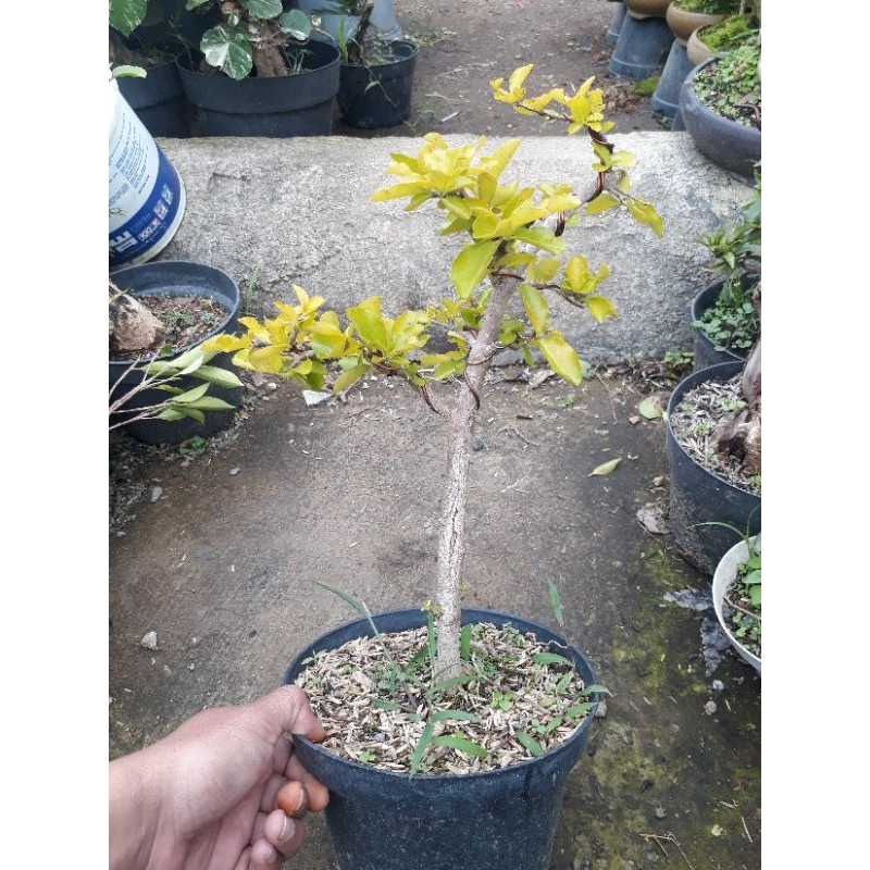 BONSAI TANAMAN BUAH SIANCI CHERRY BARBADOS / BONSAI SIANCI CHERY BARBADOS