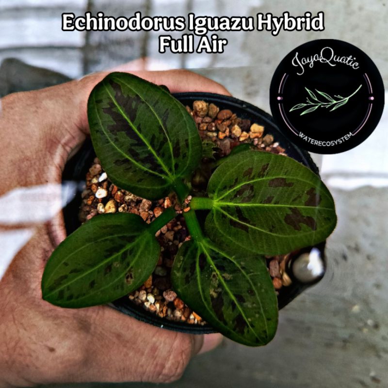 Echinodorus Iguazu Hybrid Full Air - Tanaman Aquascape Aquarium