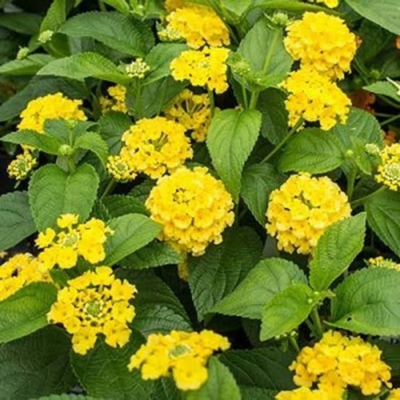 Tanaman Bunga Lantana Kuning - Lamtana - Waung - Tembelekan
