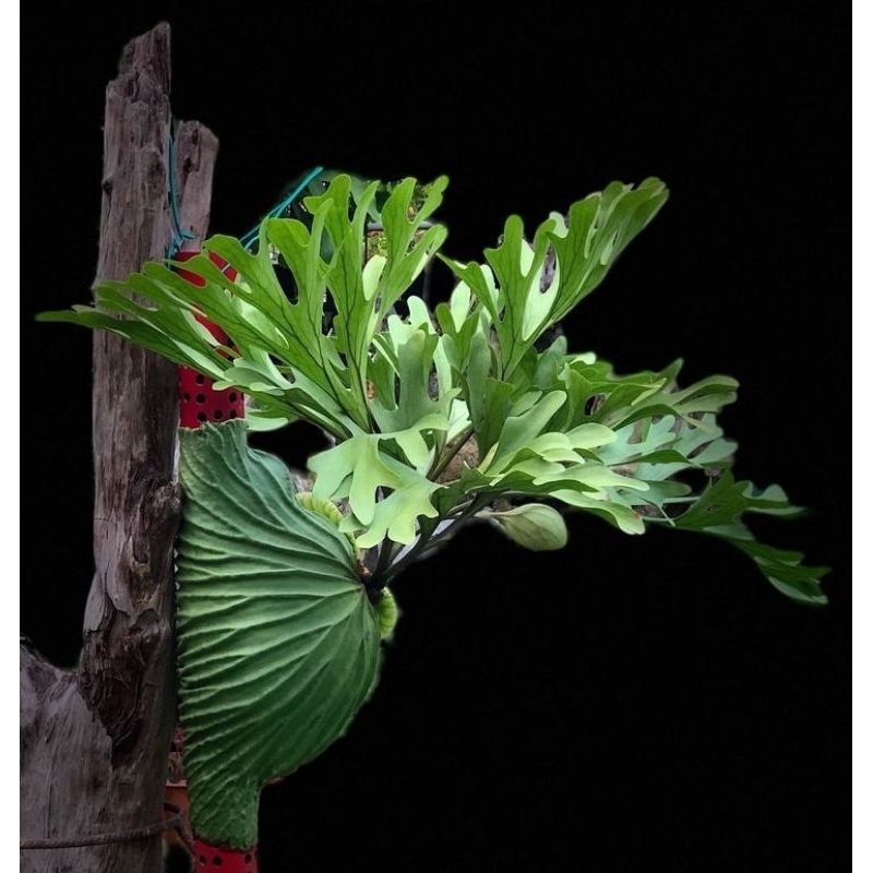 TANAMAN HIAS PLATYCERIUM REDLEYII (+ media papan pakis)