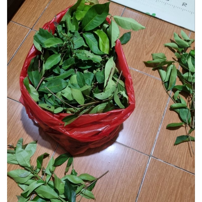 

daun salam segar 250g