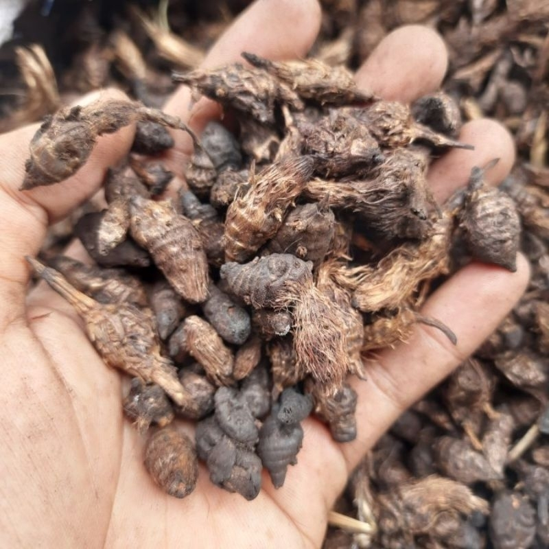

Rimpang Rumput Teki 1kg / Umbi Suket Teki / Umbi Manggata